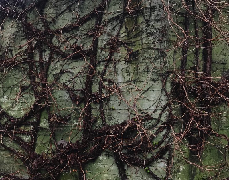 Large, wild vines covering a wall.