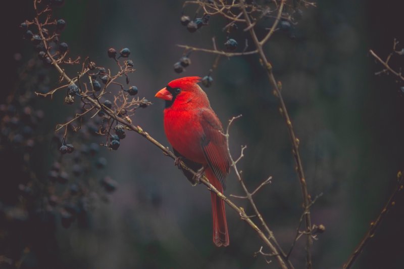 A red cardinal bird sitting in a tree.