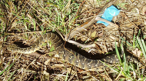 Picture of a puff adder snake