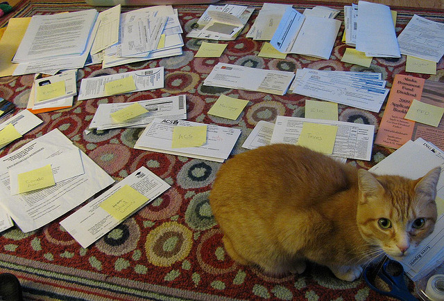 cat and mail Lot's of papers on the floor and a cat looking up.