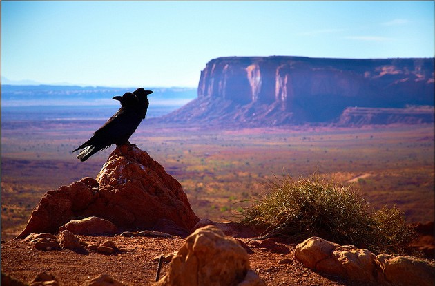 Desert. A bird standing atop a stone.