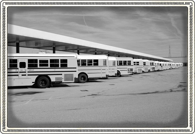 White buses lined up